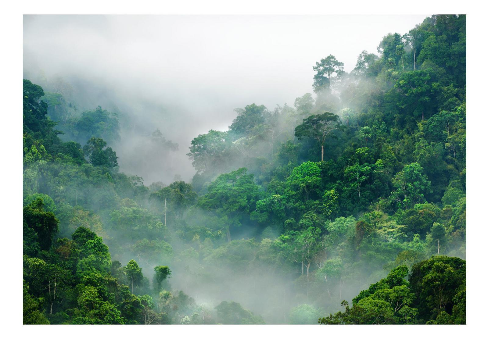 Landscape Wallpaper Wall Mural - Morning Fog