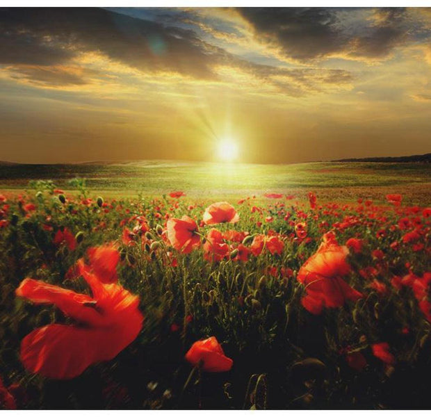 Landscape Wallpaper Wall Mural - Morning On The Poppy Meadow