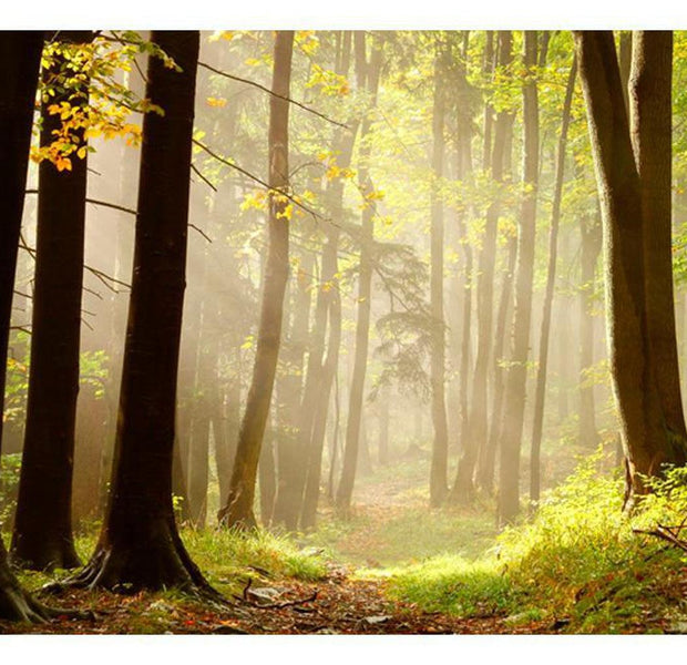 Landscape Wallpaper Wall Mural - Mysterious Forest Path