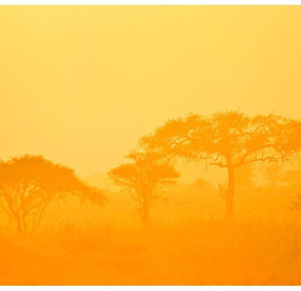 Landscape Wallpaper Wall Mural - Orange Savanna
