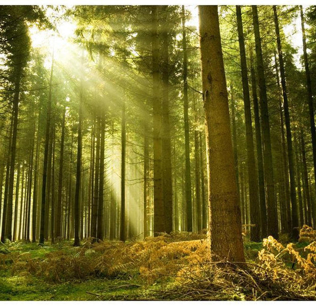 Landscape Wallpaper Wall Mural - Pine Forest