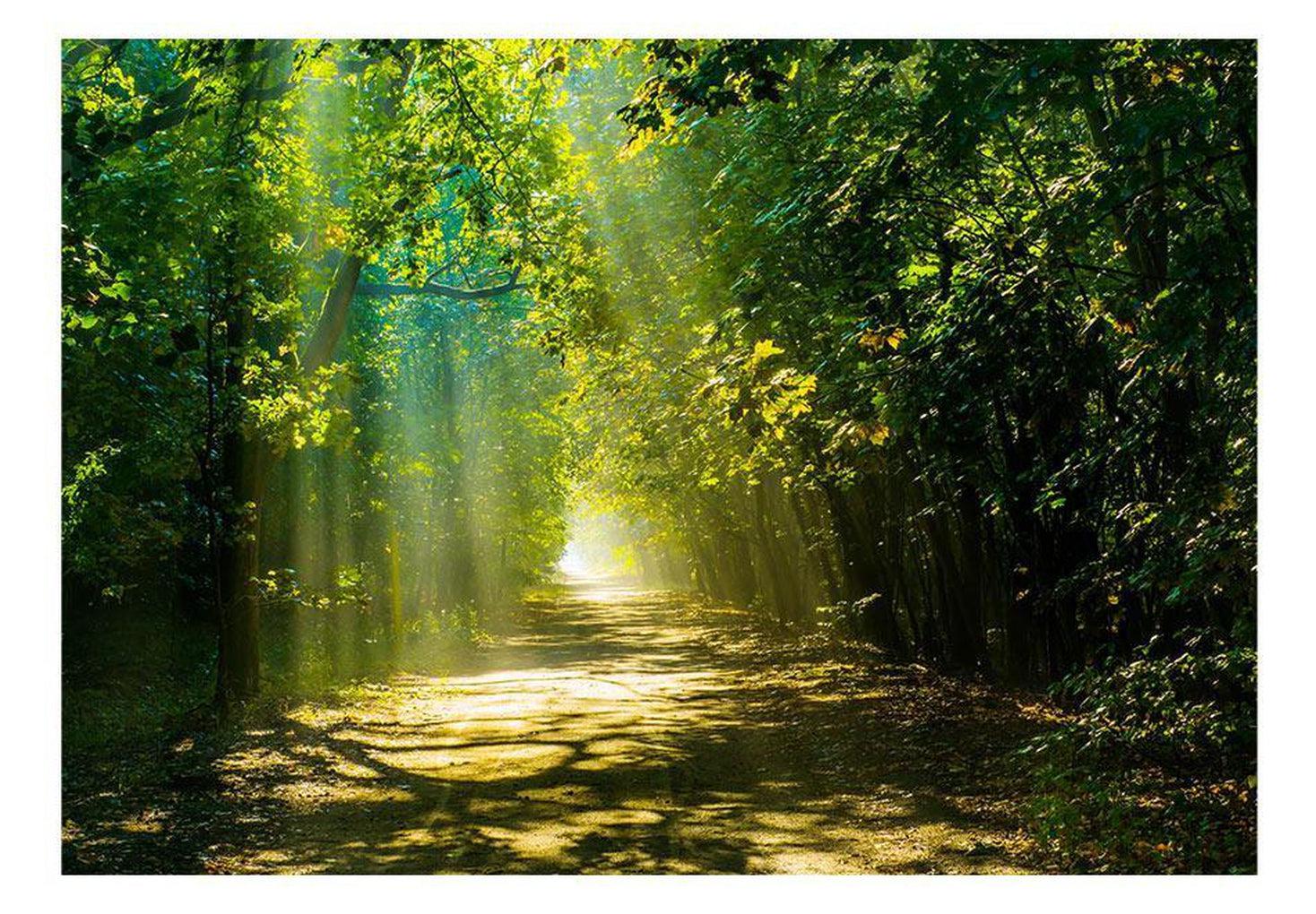 Landscape Wallpaper Wall Mural - Road In Sunlight