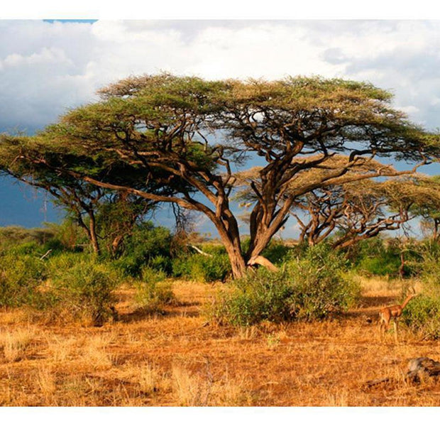 Landscape Wallpaper Wall Mural - Samburu National Reserve, Kenya