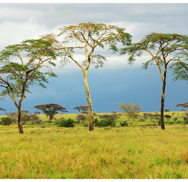 Landscape Wallpaper Wall Mural - Savanna Trees