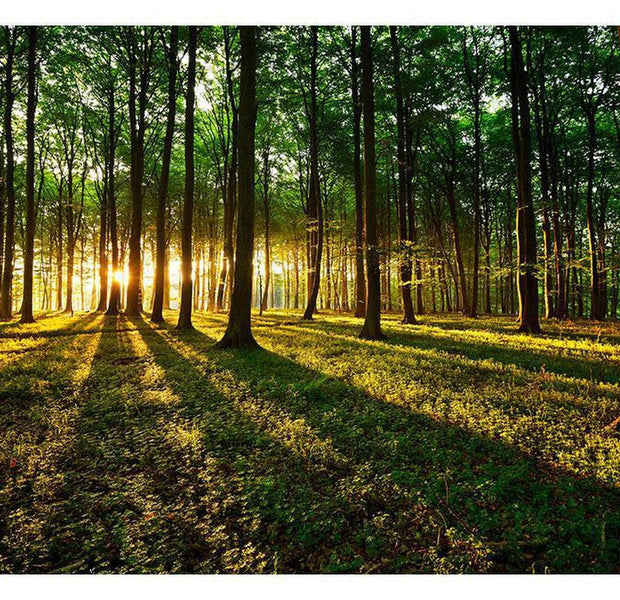 Landscape Wallpaper Wall Mural - Spring: Morning In The Forest