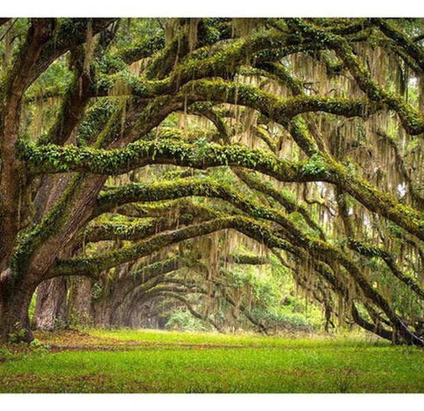 Landscape Wallpaper Wall Mural - Tree Embrace