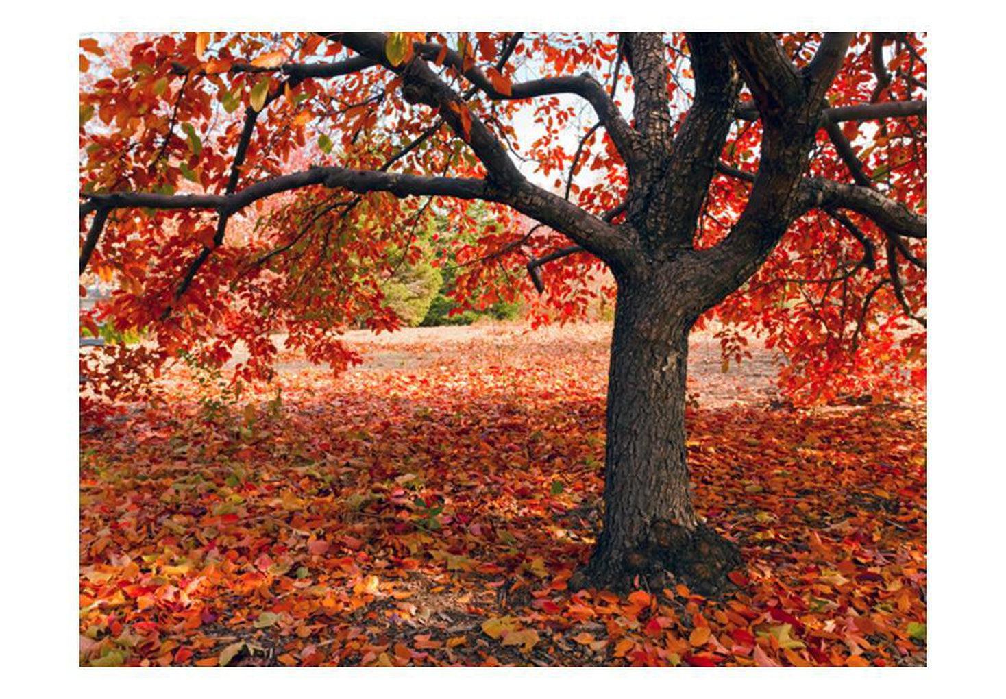 Landscape Wallpaper Wall Mural - Tree In Fall