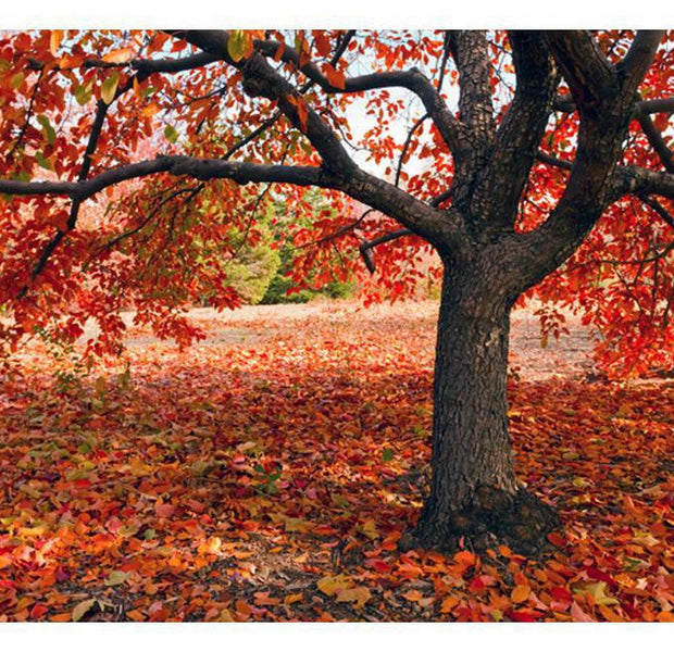 Landscape Wallpaper Wall Mural - Tree In Fall