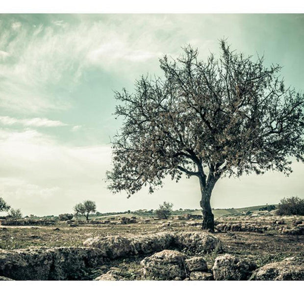 Landscape Wallpaper Wall Mural - Tree - Vintage