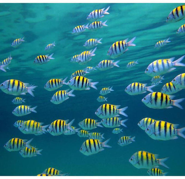 Landscape Wallpaper Wall Mural - Underwater Landscape - Caribbean