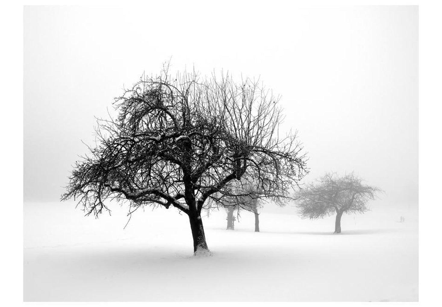 Landscape Wallpaper Wall Mural - Winter: Trees