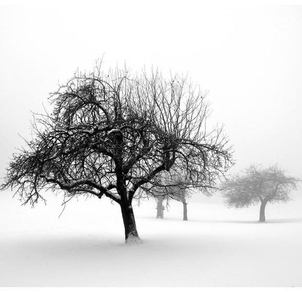 Landscape Wallpaper Wall Mural - Winter: Trees