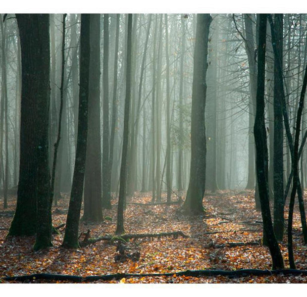 Landscape Wallpaper Wall Mural - Witches' Forest