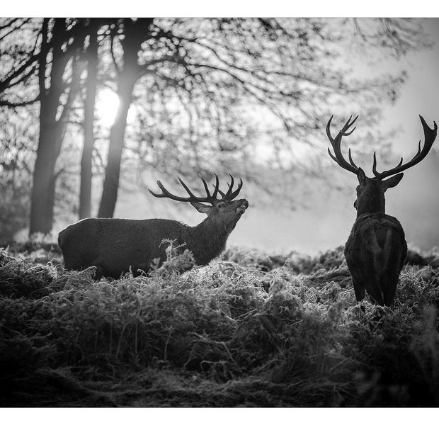 Peel & Stick Animal Wall Mural - Deers In The Morning - Removable Wall Decals