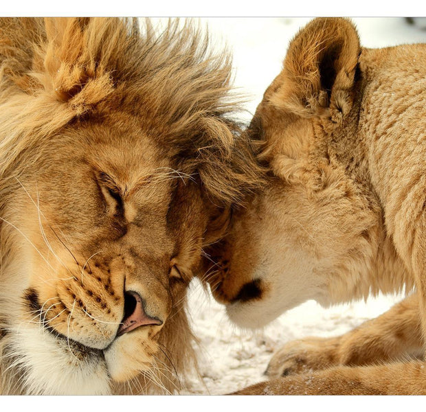 Peel & Stick Animal Wall Mural - Lion Tenderness - Removable Wall Decals
