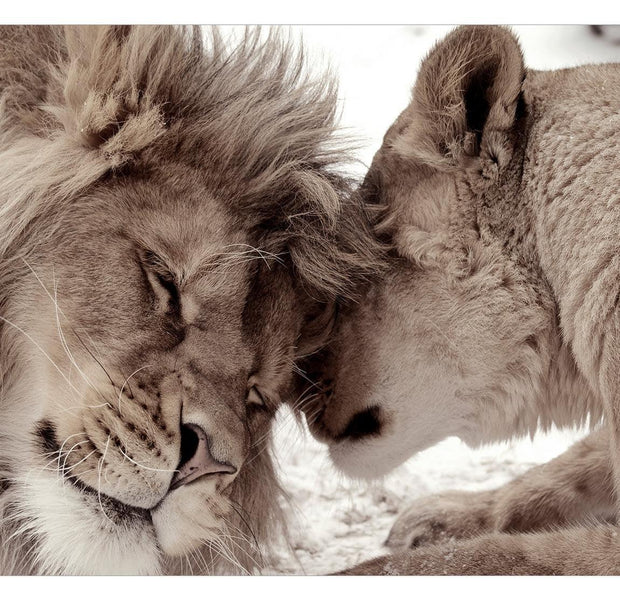 Peel & Stick Animal Wall Mural - Lion Tenderness Sepia - Removable Wall Decals