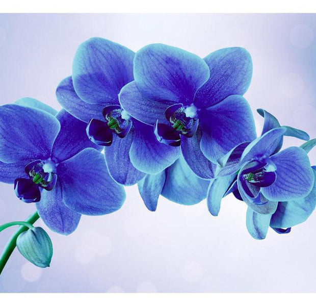 Peel & Stick Floral Wall Mural - Blue Orchids - Removable Wall Decals