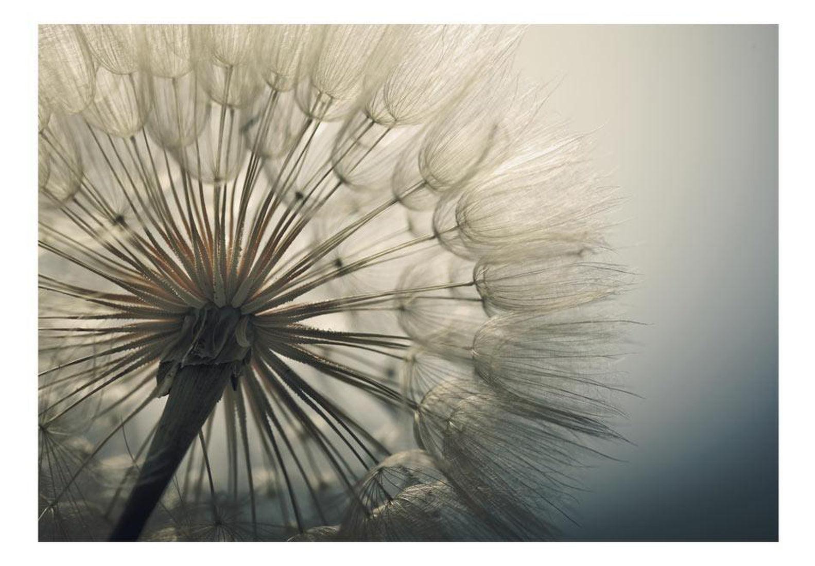 Peel & Stick Botanical Wall Mural - Dandelion In Morning Light - Removable Wall Decals