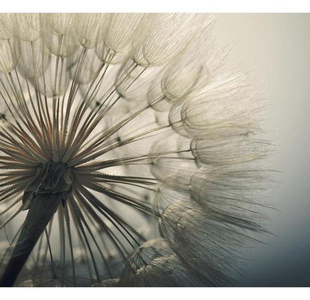 Peel & Stick Botanical Wall Mural - Dandelion In Morning Light - Removable Wall Decals