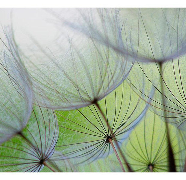 Peel & Stick Floral Wall Mural - Dandelions Closeup - Removable Wall Decals