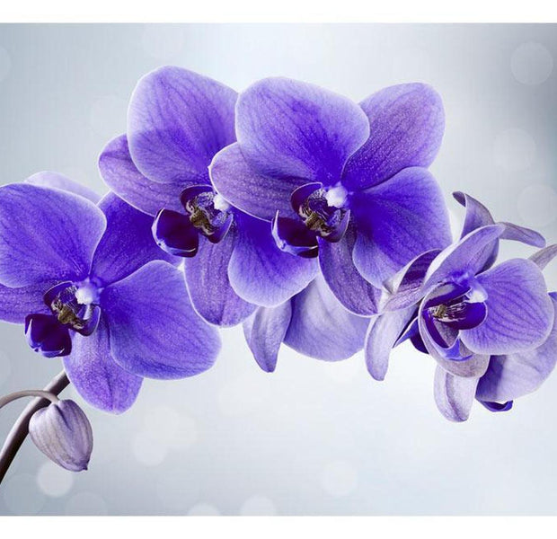 Peel & Stick Floral Wall Mural - Purple Orchid - Removable Wall Decals