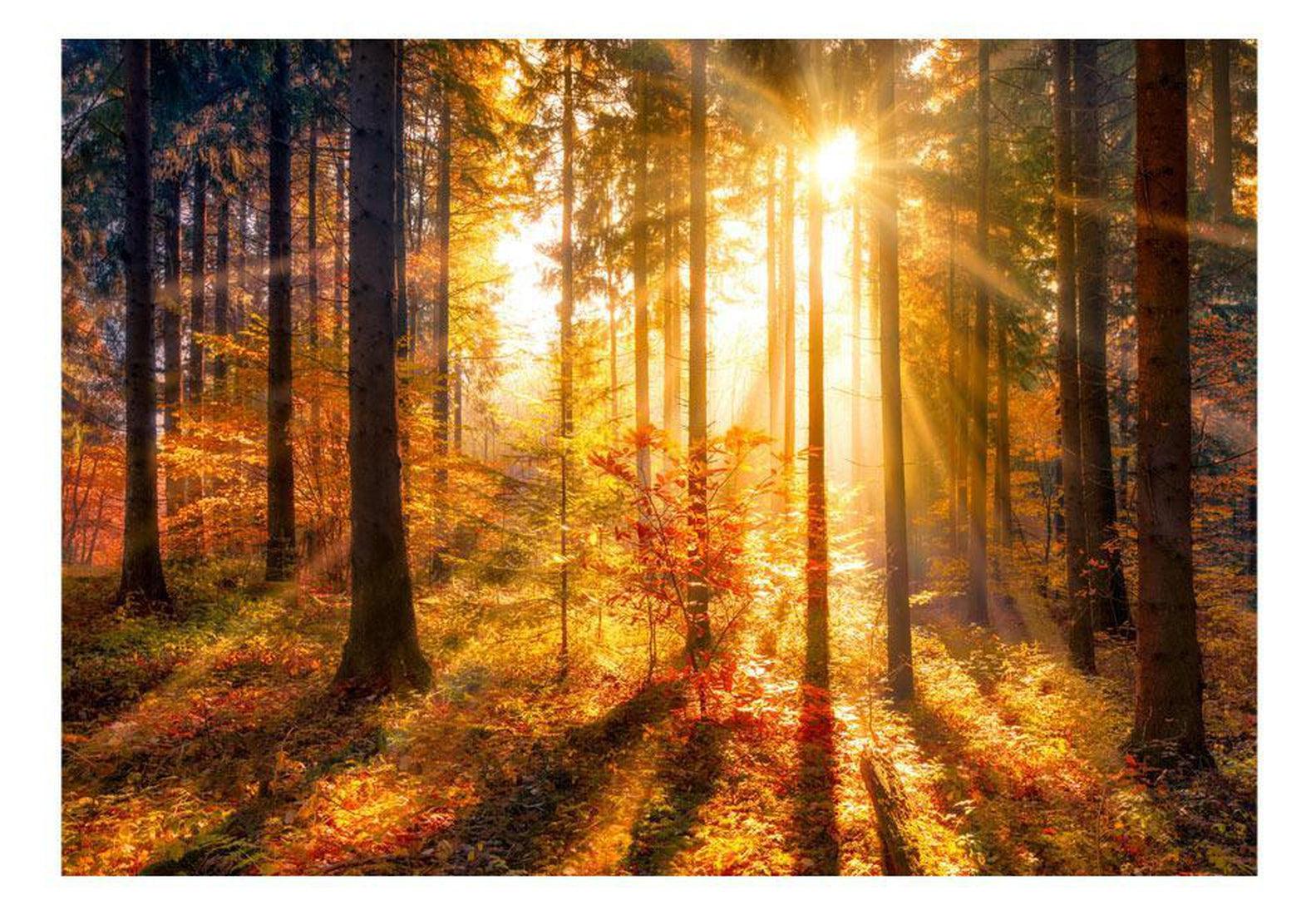 Peel & Stick Forest Wall Mural - Autumn Awakening - Removable Wall Decals