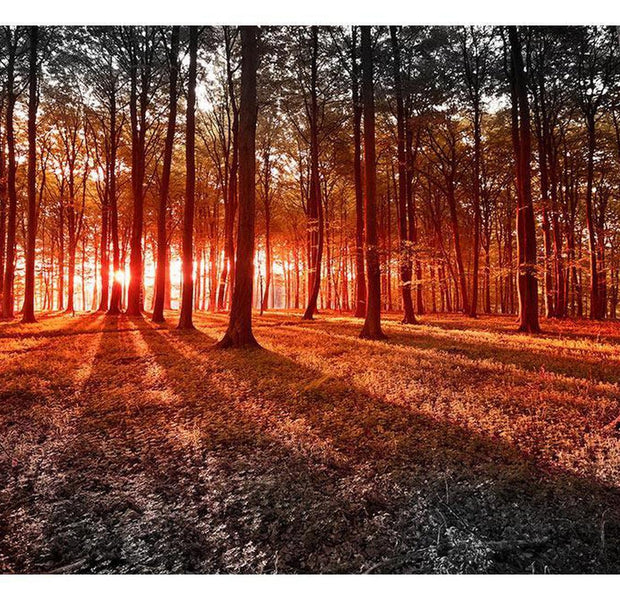 Peel & Stick Forest Wall Mural - Autumn Morning Nature - Removable Wall Decals