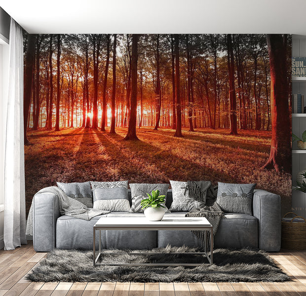 Peel & Stick Forest Wall Mural - Autumn Morning Nature - Removable Wall Decals
