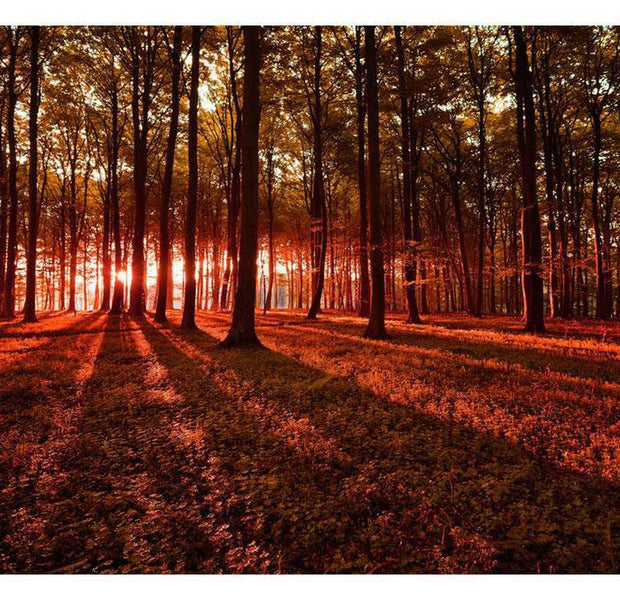 Peel & Stick Forest Wall Mural - Autumn Morning - Removable Wall Decals