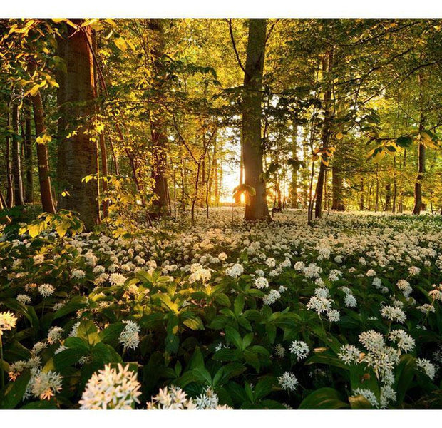 Peel & Stick Forest Wall Mural - Forest Flora - Removable Wall Decals