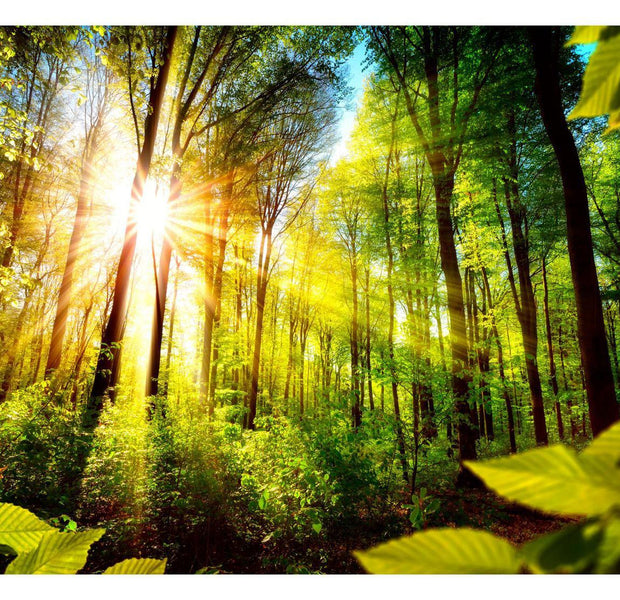 Peel & Stick Forest Wall Mural - Forest Hideout - Removable Wall Decals