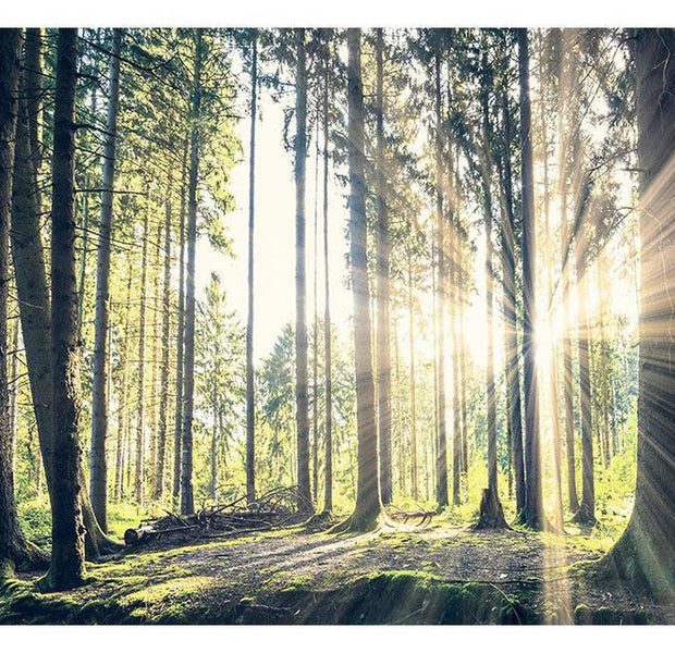 Peel & Stick Forest Wall Mural - Forest Walk - Removable Wall Decals