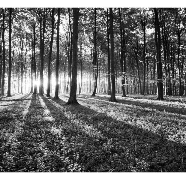 Peel & Stick Forest Wall Mural - Grey Wilderness - Removable Wall Decals