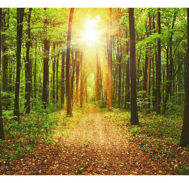 Peel & Stick Forest Wall Mural - Mirror Of Nature - Removable Wall Decals