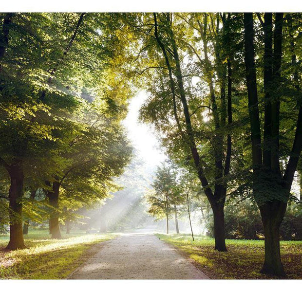 Peel & Stick Forest Wall Mural - Morning Walk - Removable Wall Decals