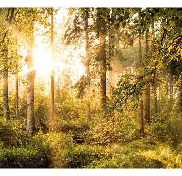 Peel & Stick Forest Wall Mural - Mystic Of The Morning - Removable Wall Decals