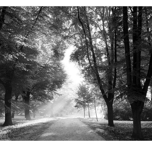 Peel & Stick Forest Wall Mural - Path Of Memories - Removable Wall Decals