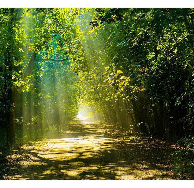 Peel & Stick Forest Wall Mural - Road In Sunlight - Removable Wall Decals