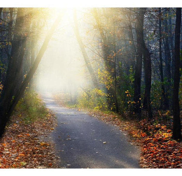 Peel & Stick Forest Wall Mural - Road Through The Forest - Removable Wall Decals