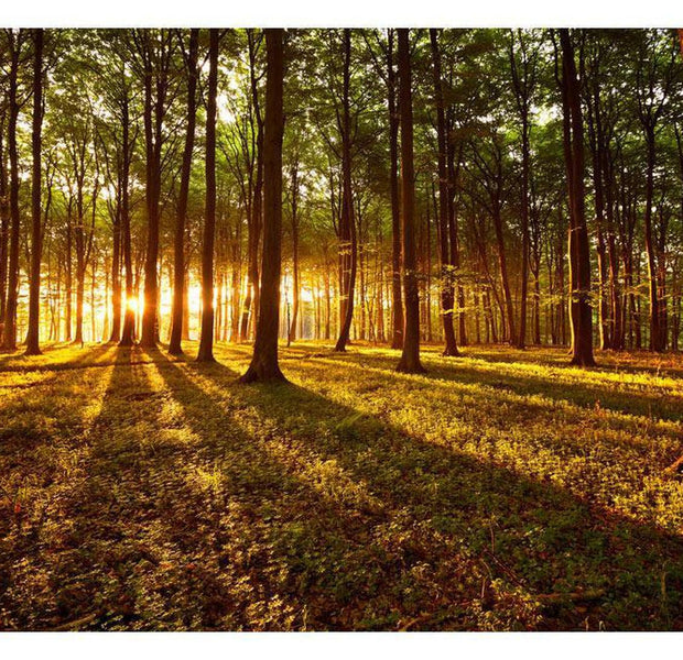 Peel & Stick Forest Wall Mural - Summer: Morning In The Forest - Removable Wall Decals