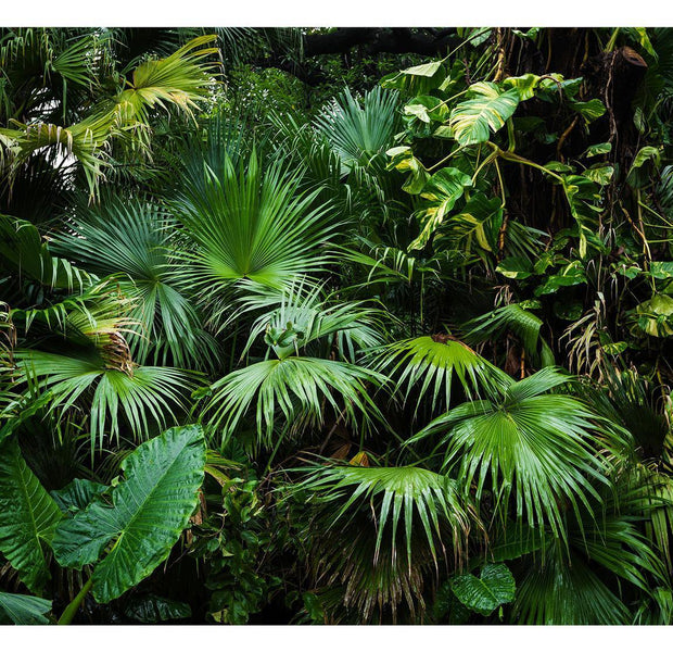 Peel & Stick Forest Wall Mural - Sunny Jungle - Removable Wall Decals