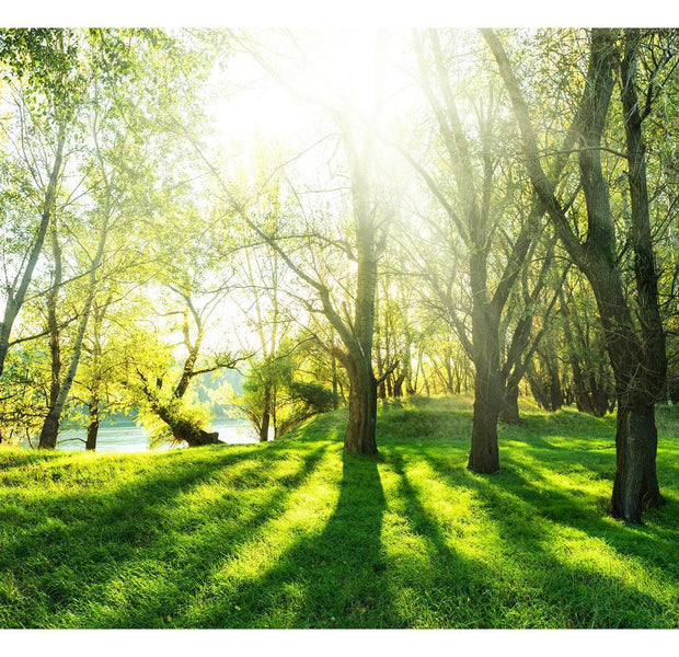 Peel & Stick Forest Wall Mural - Sunny May Day - Removable Wall Decals