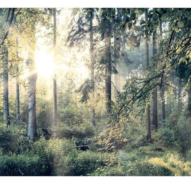 Peel & Stick Forest Wall Mural - Tales Of A Forest - Removable Wall Decals