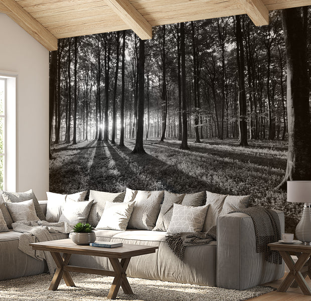 Peel & Stick Forest Wall Mural - The Light In The Forest - Removable Wall Decals