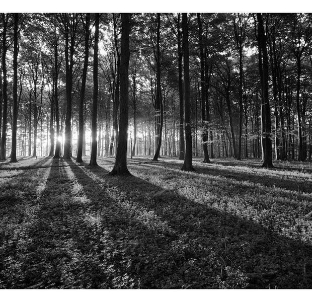 Peel & Stick Forest Wall Mural - The Light In The Forest - Removable Wall Decals