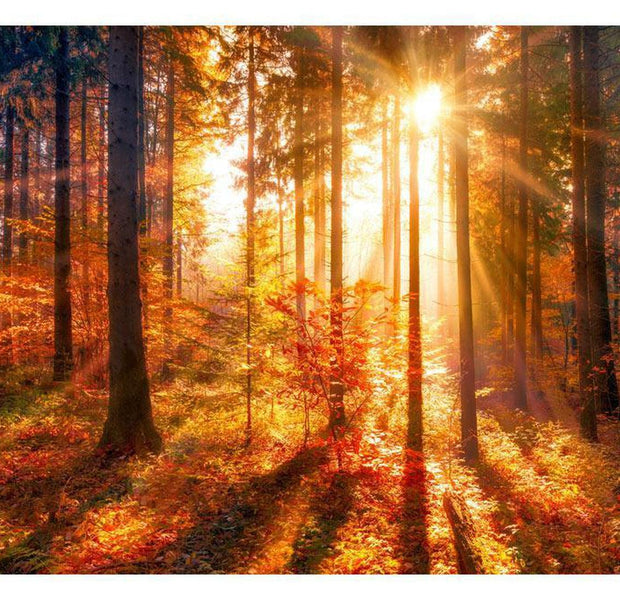 Peel & Stick Forest Wall Mural - Trees In Evening Sun - Removable Wall Decals