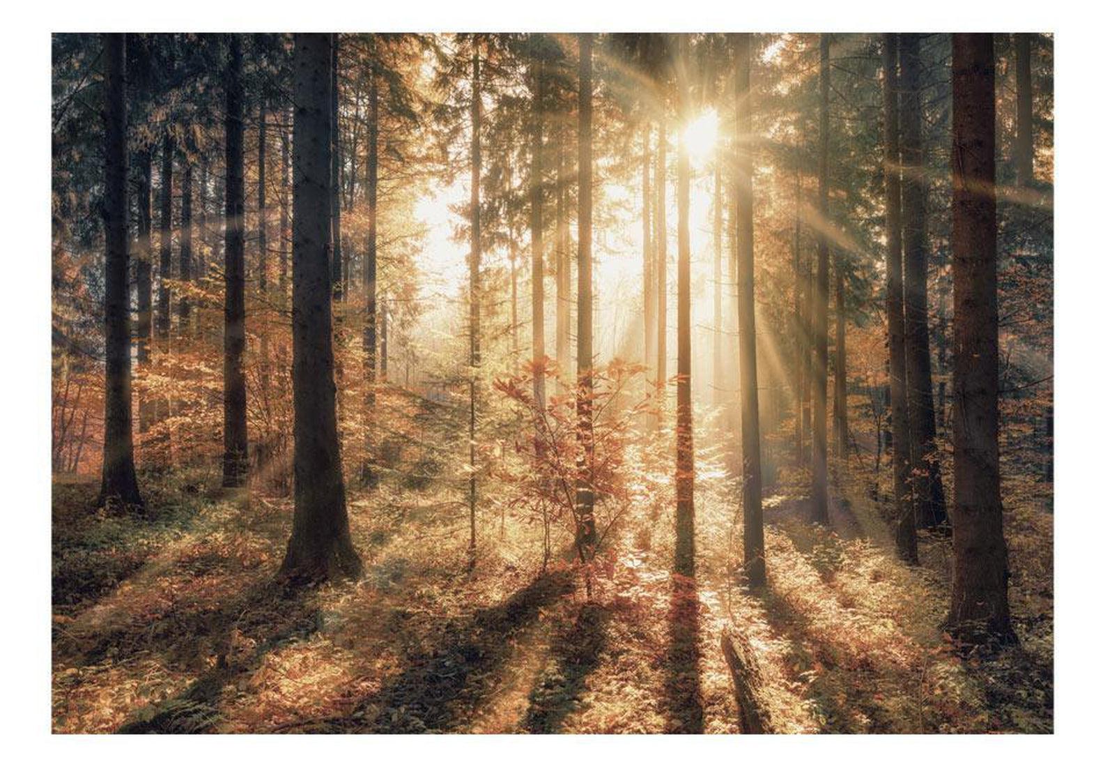 Peel & Stick Forest Wall Mural - Trees In Morning Sun - Removable Wall Decals