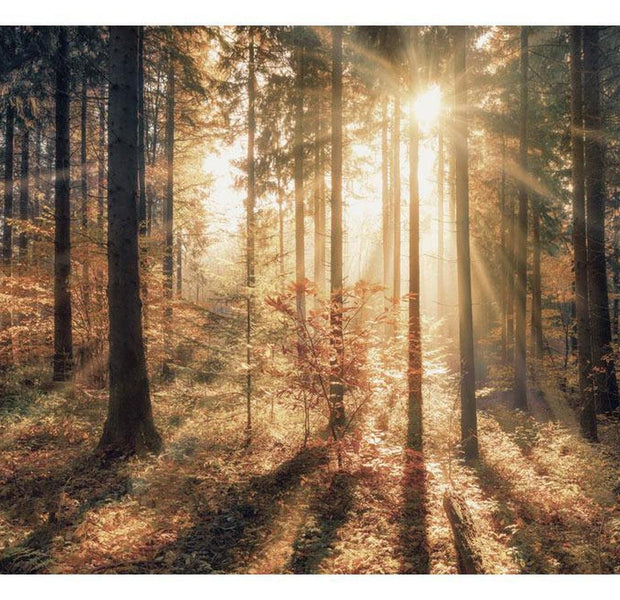 Peel & Stick Forest Wall Mural - Trees In Morning Sun - Removable Wall Decals