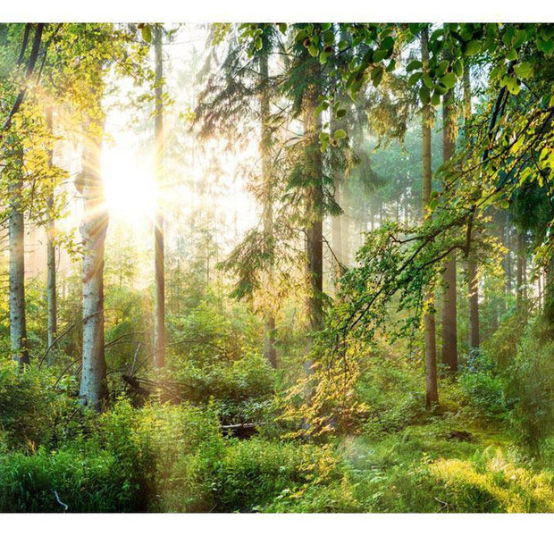 Peel & Stick Forest Wall Mural - Untamed Nature - Removable Wall Decals