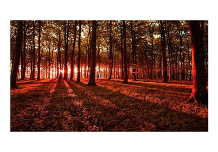 Peel & Stick Forest XXL Wall Mural - Autumn Morning - Removable Wall Decals